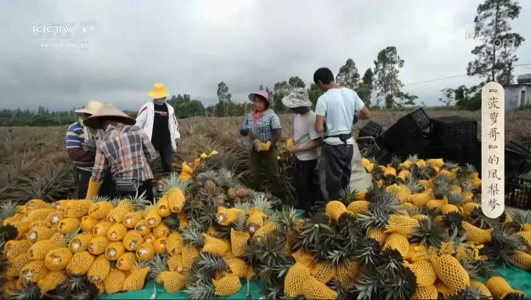 海南养殖_海南致富种植养殖_海南养殖业什么最赚钱农村