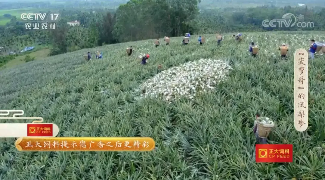 海南养殖_海南致富种植养殖_海南养殖业什么最赚钱农村