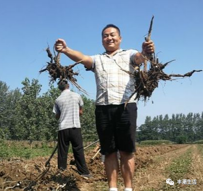 盆栽致富经_致富盆栽种植视频_盆栽种植致富