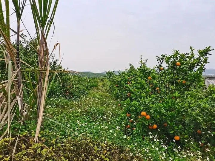 芒果北方种植技术与管理_北方芒果怎样种植技术_芒果北方种植技术要求