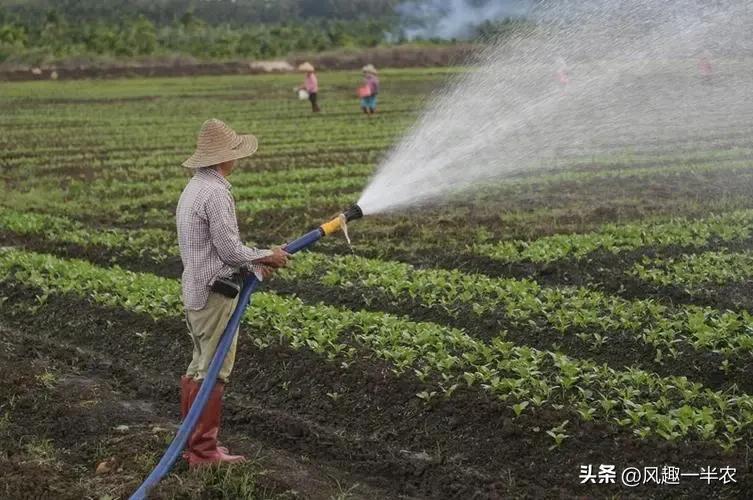 春季种植生菜露地技术要求_春季露地生菜种植技术_春季种植生菜露地技术要点