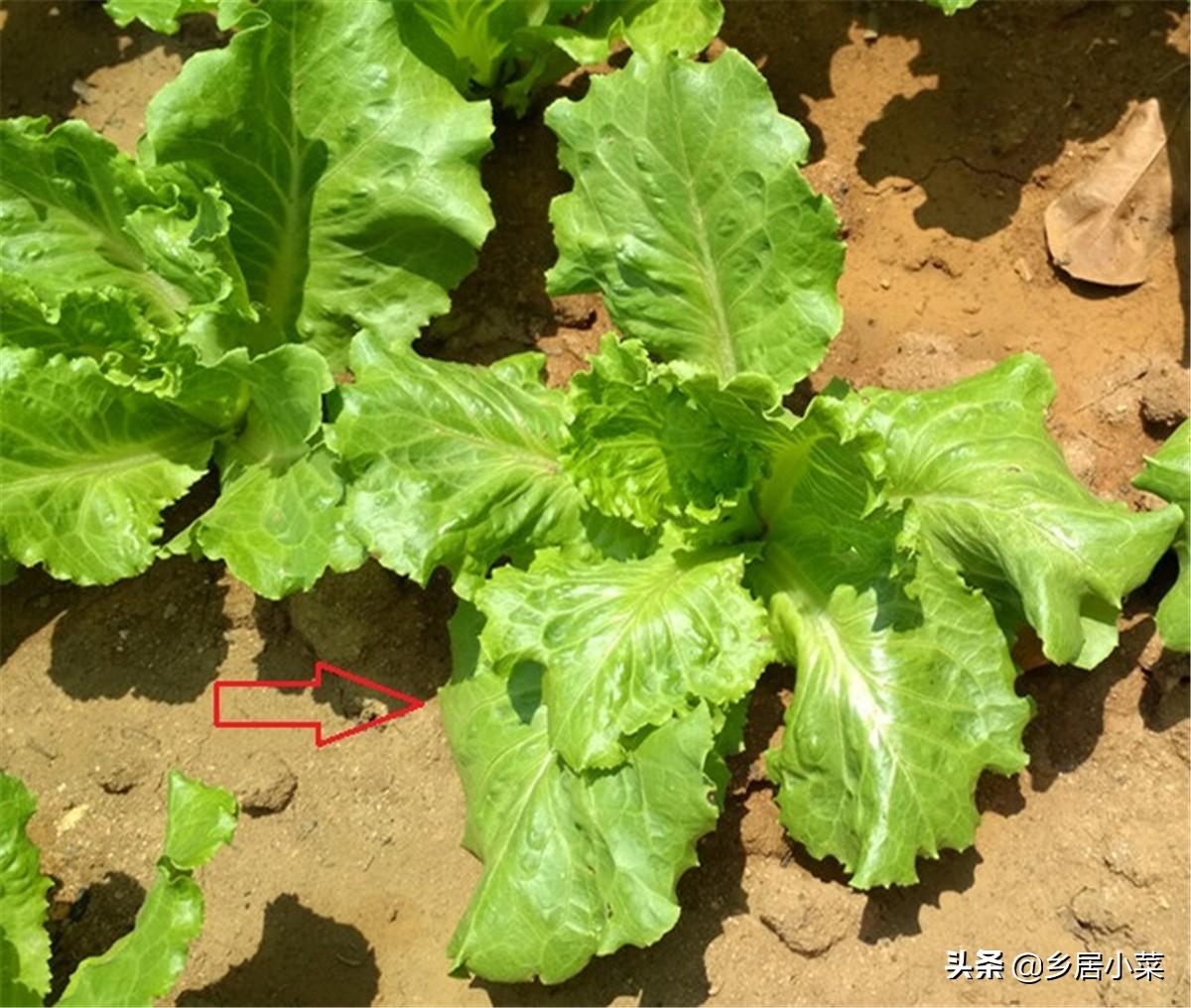 春季露地生菜种植技术_春季种植生菜露地技术要点_露地种植生菜的技术