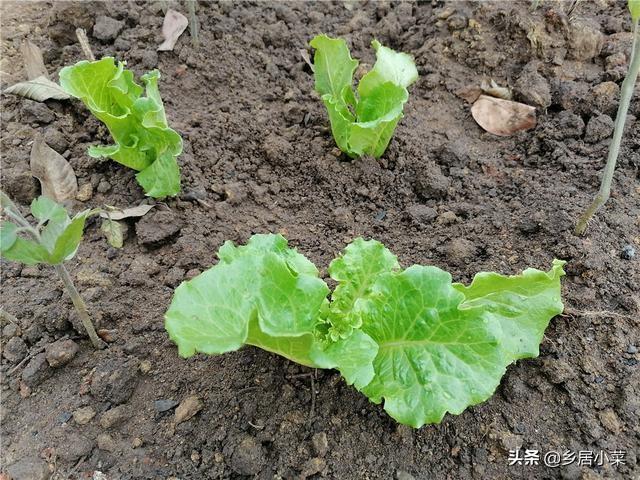 春季种植生菜露地技术要点_春季露地生菜种植技术_露地种植生菜的技术