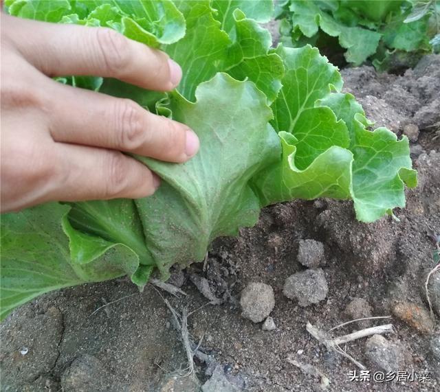 春季露地生菜种植技术_春季种植生菜露地技术要点_露地种植生菜的技术