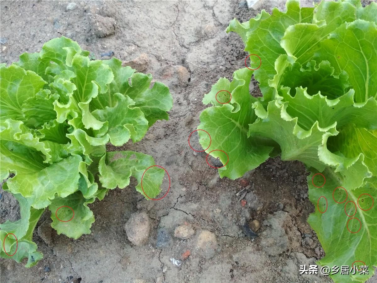 春季种植生菜露地技术要点_春季露地生菜种植技术_露地种植生菜的技术