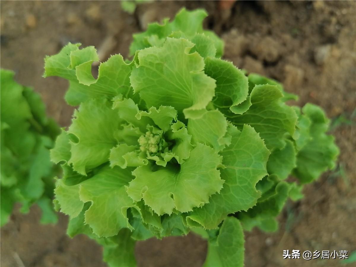 春季露地生菜种植技术_露地种植生菜的技术_春季种植生菜露地技术要点