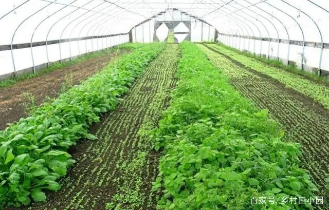 大棚致富项目_致富养殖大棚种植视频_大棚种植养殖致富