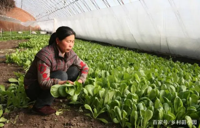 大棚致富项目_致富养殖大棚种植视频_大棚种植养殖致富