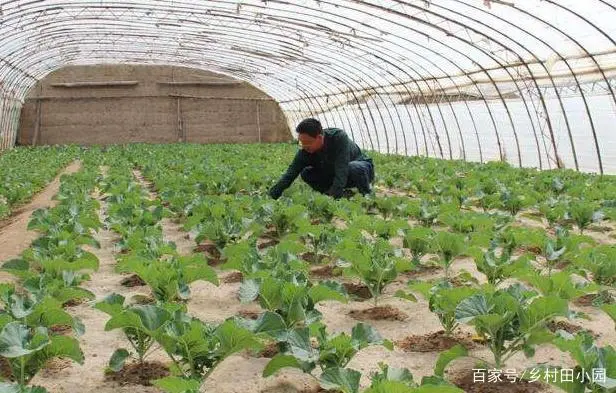 大棚种植养殖致富_大棚致富项目_致富养殖大棚种植视频