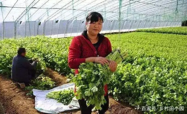 大棚种植养殖致富_大棚致富项目_致富养殖大棚种植视频