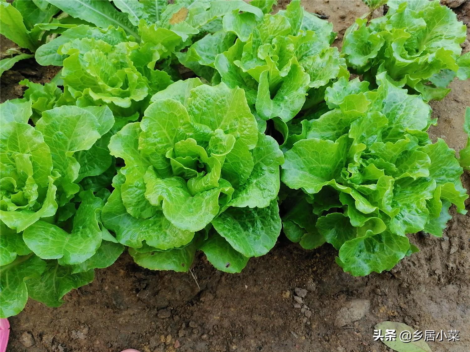 四季生菜不难种，普通人想种好，种植要点有哪些？选土摘叶几方面