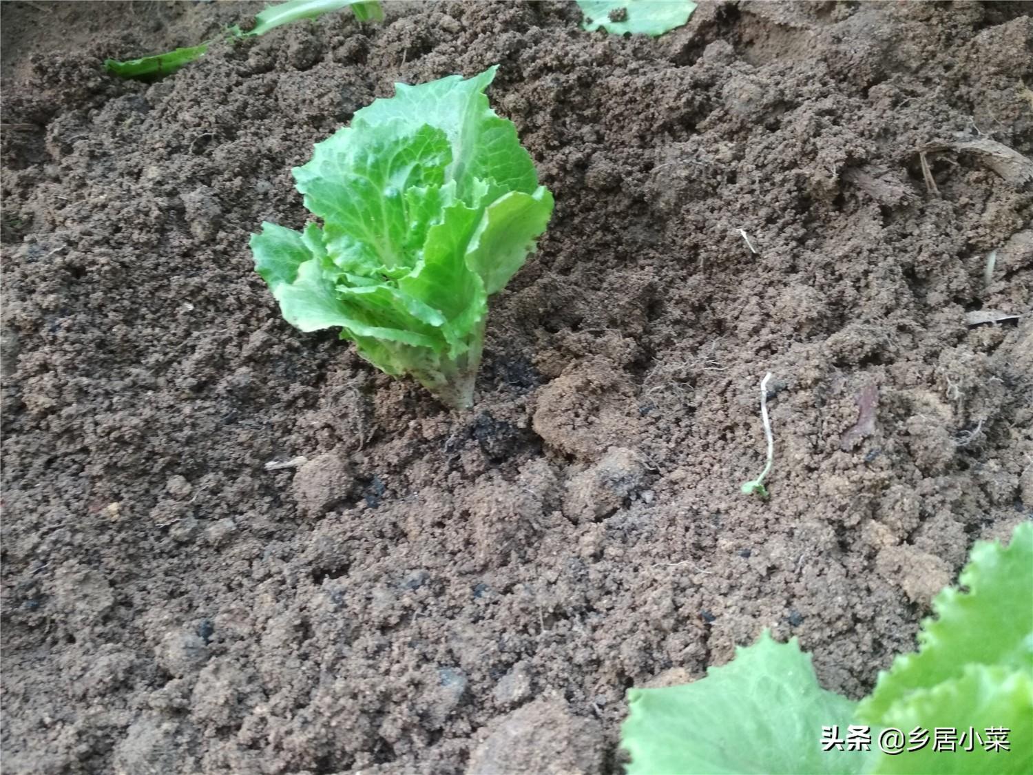 露地种植生菜的技术_春季种植生菜露地技术要点_春季露地生菜种植技术