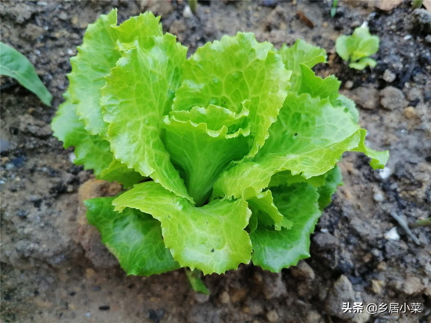 露地种植生菜的技术_春季种植生菜露地技术要点_春季露地生菜种植技术