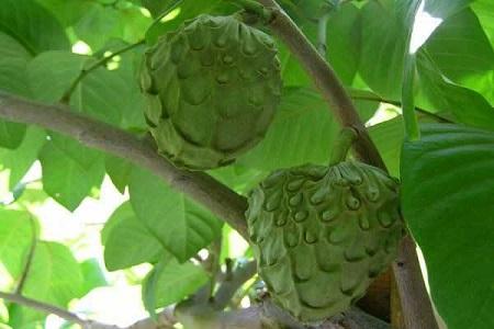 蜜释迦的种植技术_蜜释迦种子种植技术_蜜释迦价格