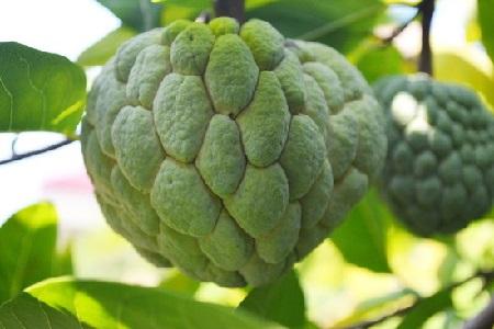 蜜释迦种子种植技术_蜜释迦价格_蜜释迦的种植技术