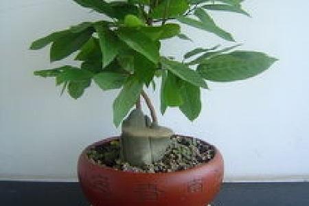 蜜释迦价格_蜜释迦种子种植技术_蜜释迦的种植技术