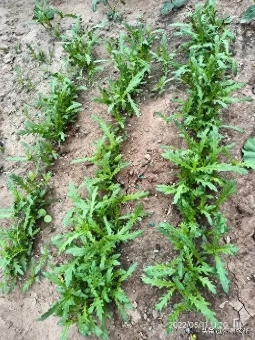 春季露地生菜种植技术_春季种植生菜露地技术规程_露地种植生菜的技术