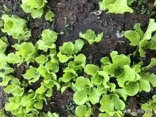 春季种植生菜露地技术规程_露地种植生菜的技术_春季露地生菜种植技术