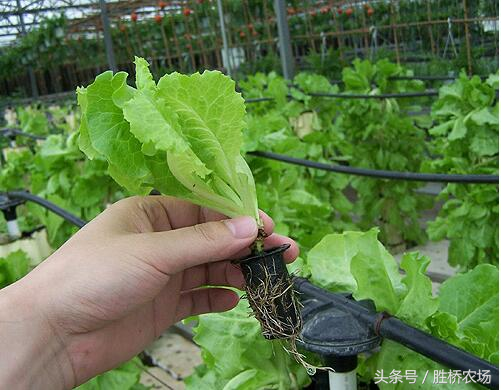 春季露地生菜种植技术_春季种植生菜露地技术要点_春季种植生菜露地技术规程