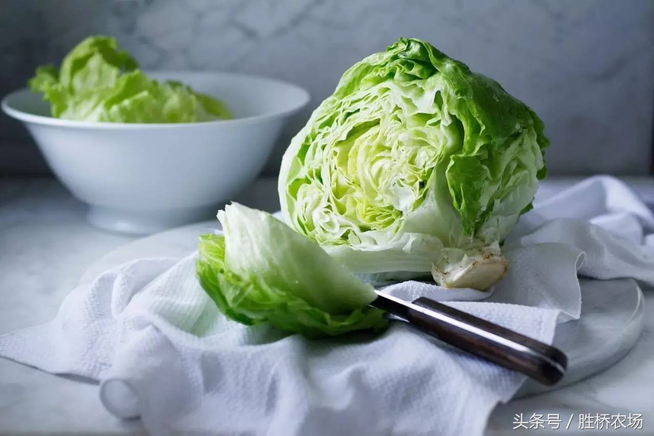 春季种植生菜露地技术要点_春季露地生菜种植技术_春季种植生菜露地技术规程