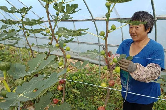 致富养殖大棚种植视频_大棚种植养殖致富_大棚养殖什么利润高