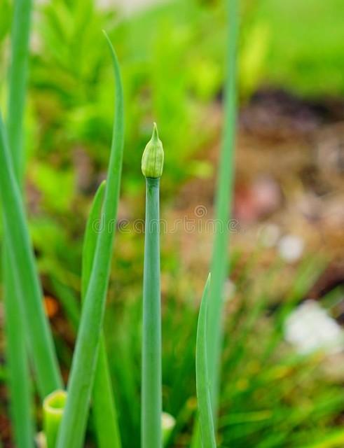 蜜释迦的种植技术_蜜释迦果怎么吃法_蜜释迦是什么水果