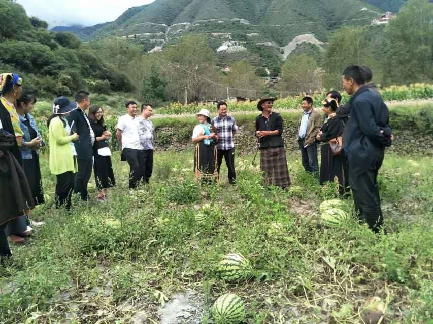 水上种植生菜视频_水上种植生菜致富_水生蔬菜种植