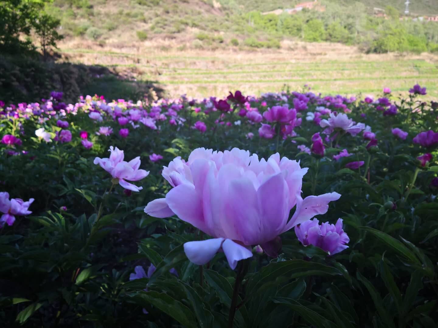 水生蔬菜种植_水上种植生菜致富_水上种植生菜视频