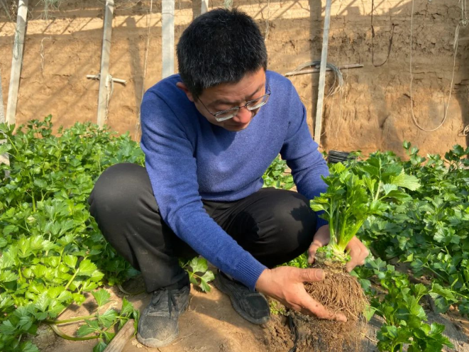 大棚致富项目_大棚种植养殖致富_大棚养殖什么利润高