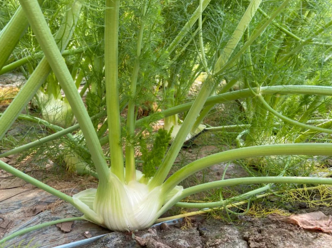 大棚养殖什么利润高_大棚种植养殖致富_大棚致富项目