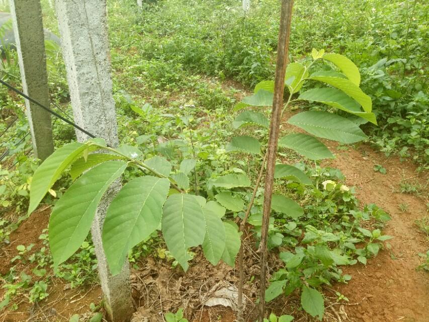 蜜释迦果怎么吃法_蜜释迦种子种植技术_蜜释迦的种植技术