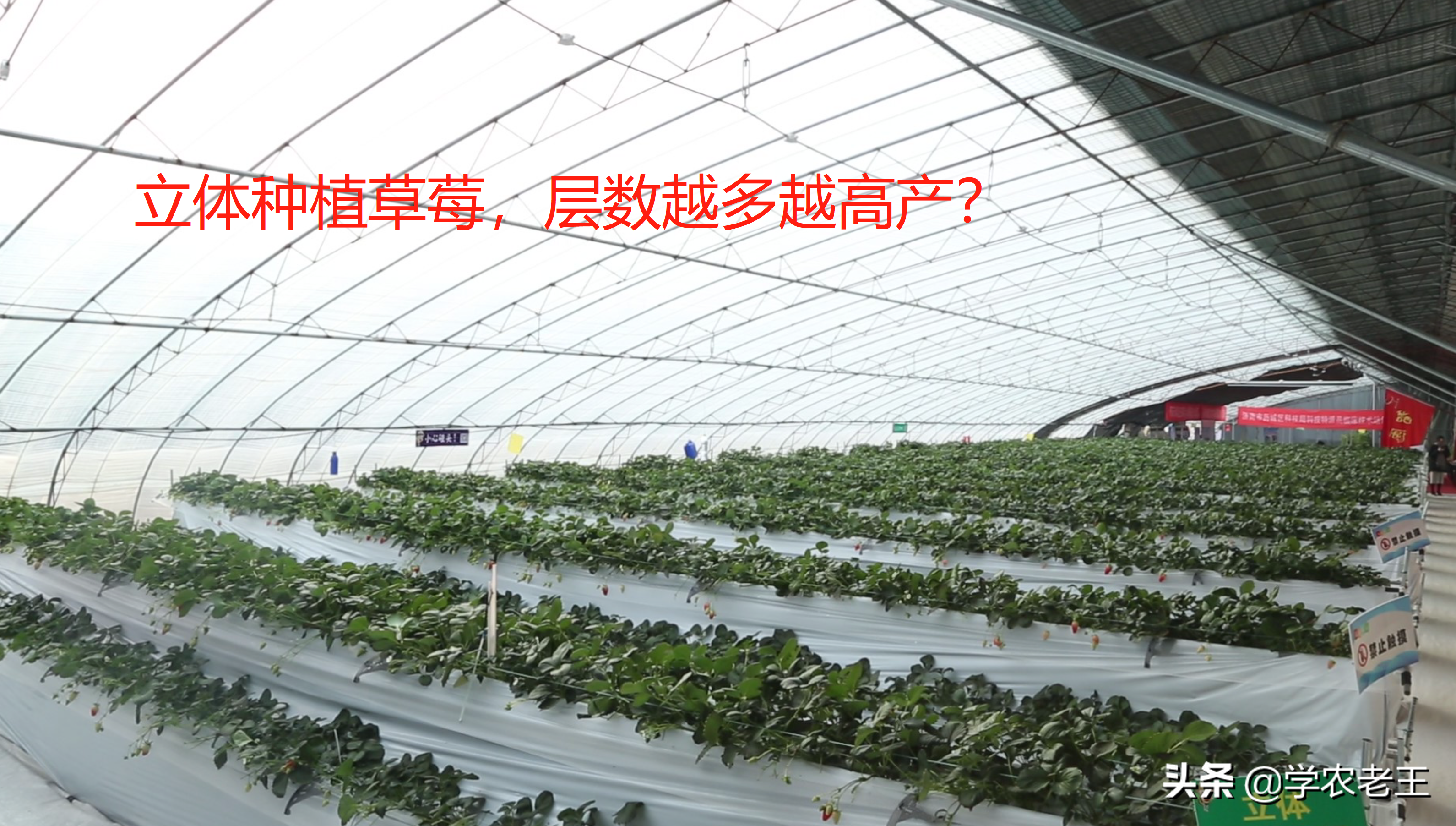 立体种植草莓，层数越多越高产？错！那为什么2到3层最合适？