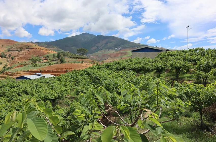 荒山变绿洲 释迦甜如蜜