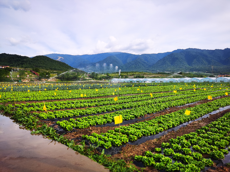 科技引领聚合力 高山蔬菜种出致富路