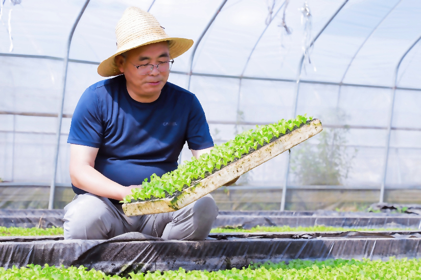 水上种植生菜视频_水上种植生菜致富_在家种生菜的视频用水培