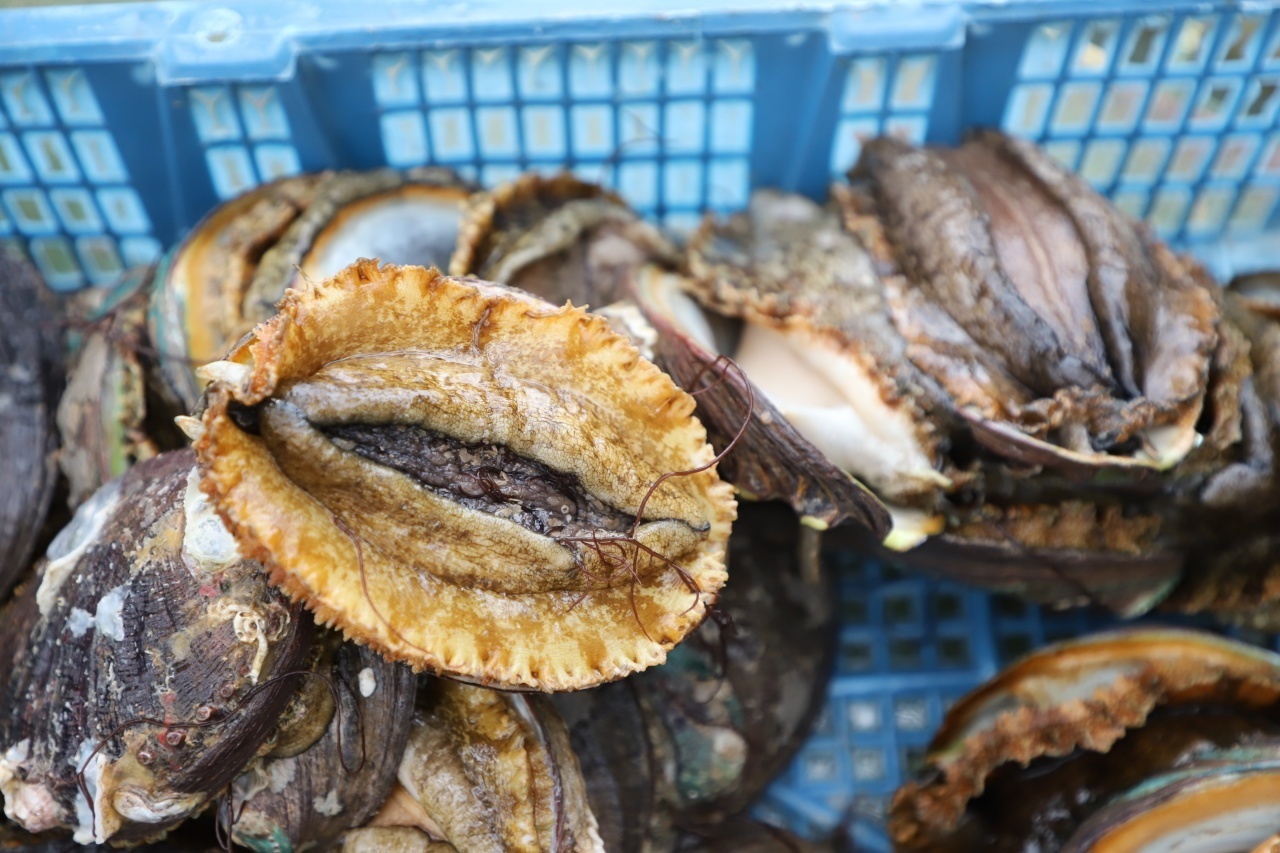 野生养殖鲍鱼技术规范_野生养殖鲍鱼技术视频_野生鲍鱼的养殖技术