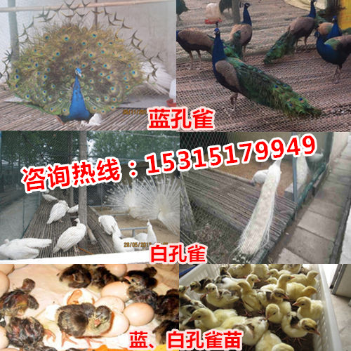 斗鸡养殖致富案例_致富经养殖斗鸡_养殖斗鸡致富视频