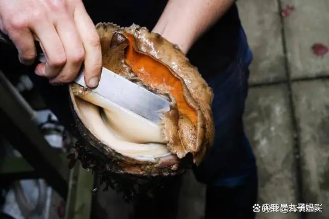 野生养殖鲍鱼技术规范_野生养殖鲍鱼技术视频_野生鲍鱼的养殖技术