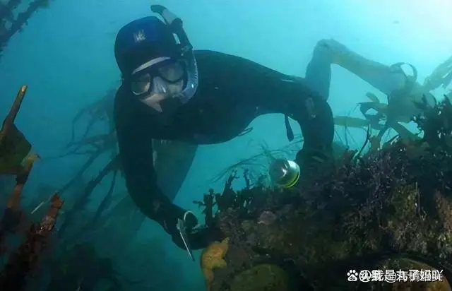 野生鲍鱼的养殖技术_野生养殖鲍鱼技术规范_野生养殖鲍鱼技术视频