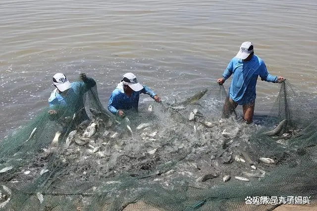 野生鲍鱼的养殖技术_野生养殖鲍鱼技术规范_野生养殖鲍鱼技术视频