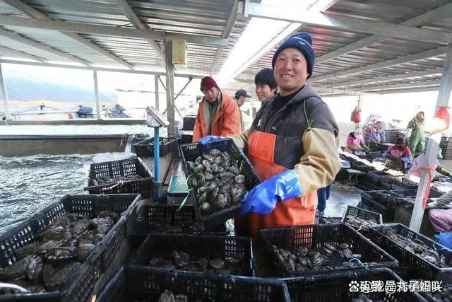 野生养殖鲍鱼技术规范_野生养殖鲍鱼技术视频_野生鲍鱼的养殖技术