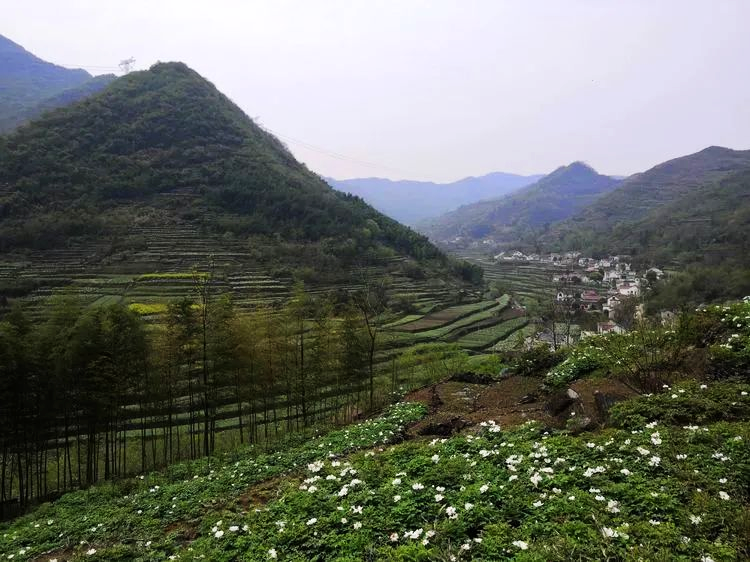 致富山药案例种植视频_致富经山药种植视频_山药种植致富案例