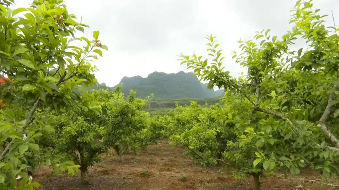 种植土应满足什么要求_种植土技术要求_无土栽培种植技术