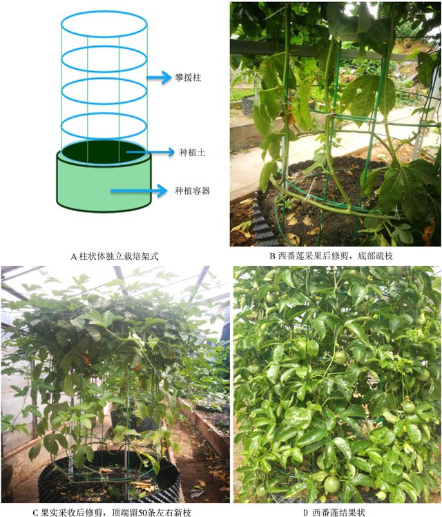 莲的种植方法和育苗_西藩莲种植技术_莲种植