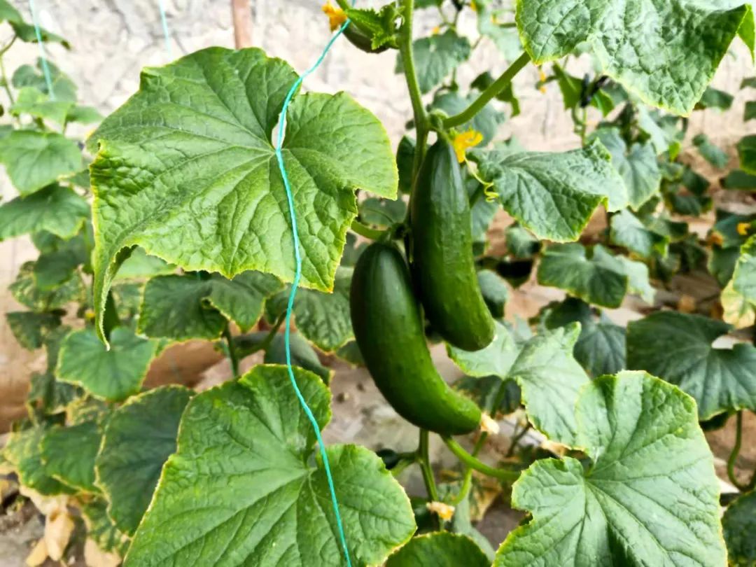 致富种植油桃视频_视频致富种植油桃是真的吗_油桃种植效益