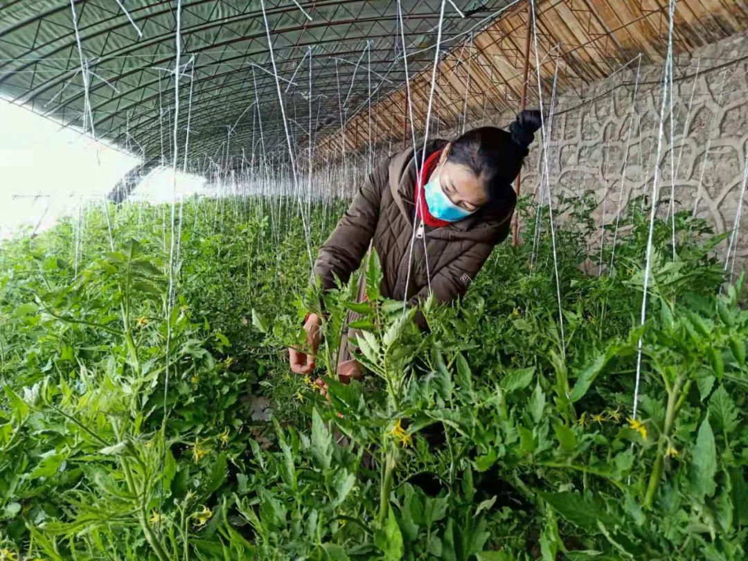 油桃种植效益_致富种植油桃视频_视频致富种植油桃是真的吗