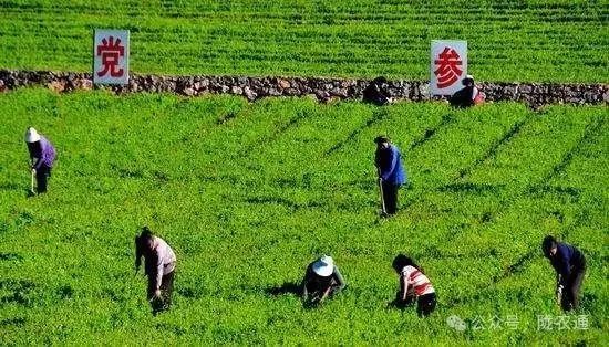 【党参种植宝典】全方位解析种植条件、关键技术及亩收益，种出财富未来！