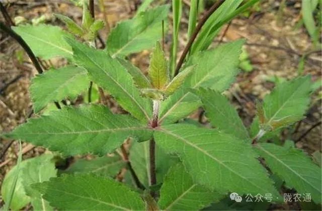 种植土技术要求_技术无土栽培技术_无土栽培种植技术