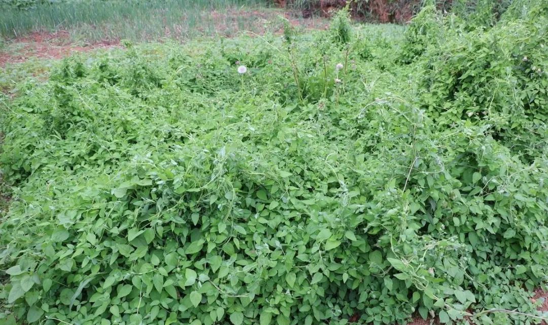 种植土技术要求_技术无土栽培技术_无土栽培种植技术