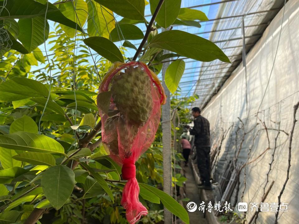 蜜释迦是什么水果_蜜释迦的种植技术_蜜释迦价格